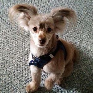 Meet your Posher, Cheryl